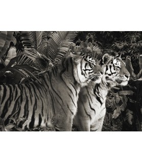 Two Bengal Tigers (BW) - Pangea Images