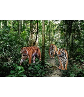 Bengal Tigers - Pangea Images