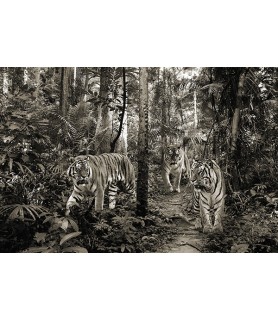 Bengal Tigers (BW) - Pangea...