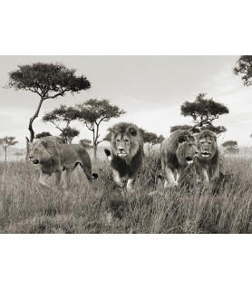 Brothers, Masai Mara, Kenya...