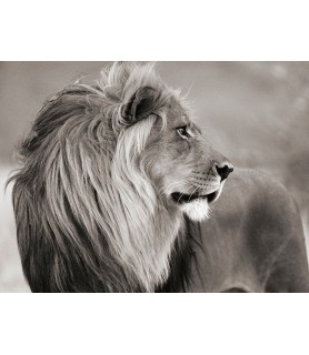 Male lion, Namibia (BW) -...