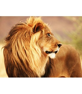 Male lion, Namibia - Anonymous