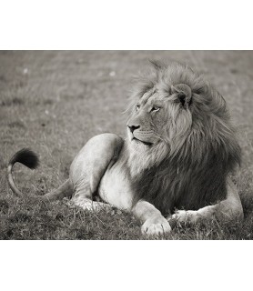 Male lion, Serengeti...