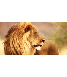 Male lion, Namibia (detail)...