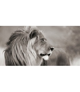 Male lion, Namibia (detail,...