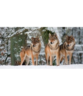 Wolves in the snow, Germany...