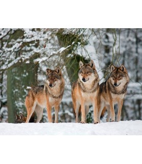 Wolves in the snow, Germany - Anonymous