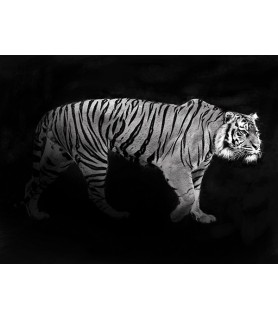 Panthera Tigris - Julian...