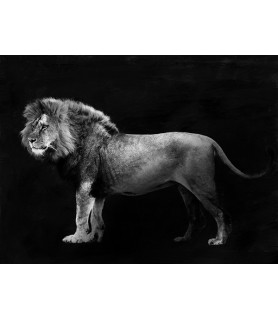 Panthera Leo - Julian Lauren