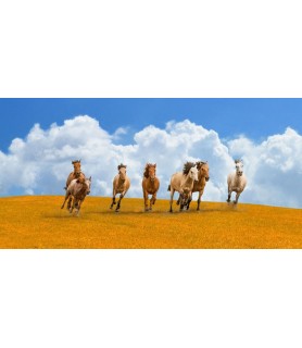 Herd of wild horses -...