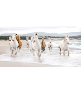 Horses on the beach...