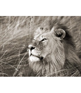 African lion, Masai Mara,...