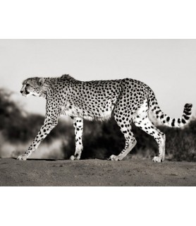 Cheetah, Namibia, Africa -...