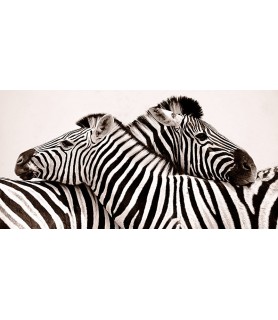 Zebras in love - Anonymous