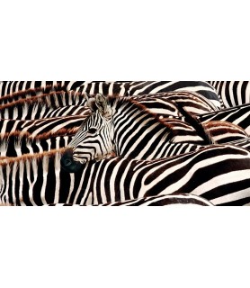 Herd of zebras - Pangea Images