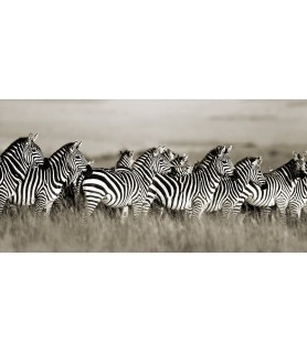 Grant's zebra, Masai Mara,...