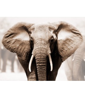 African Elephant - Anonymous