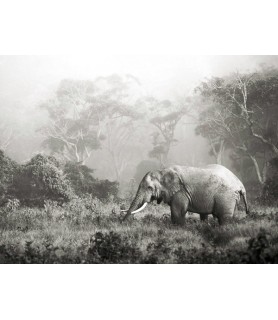African elephant,...