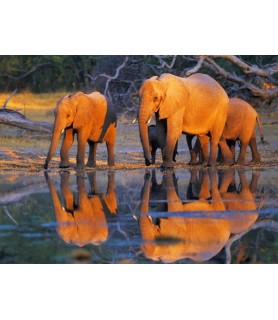 African elephants,...