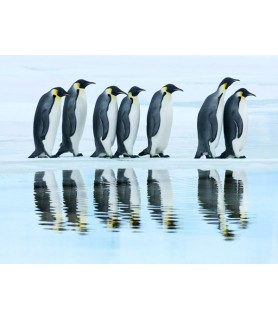 Emperor penguin group,...