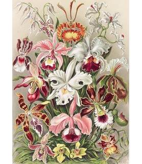 Orchidaeacae - Ernst Haeckel