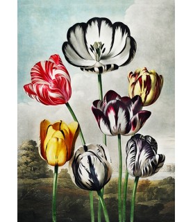 Tulips from The Temple of Flora - Robert John Thornton