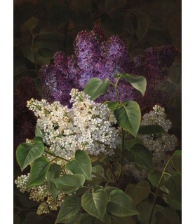 White and violet lilac - Johan Laurentz Jensen
