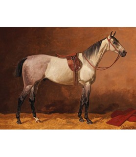 Saddled sport horse - Emil Volkers
