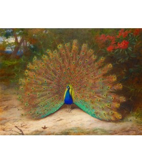 Peacock and Peacock Butterfly - Archibald Thorburn