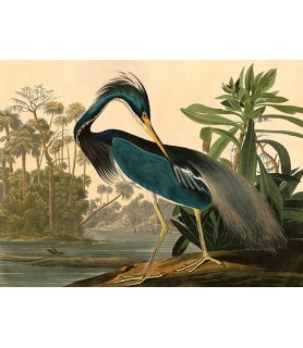 Louisiana Heron - John...