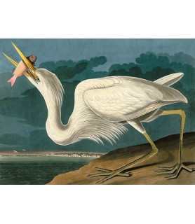 Great White Heron - John...