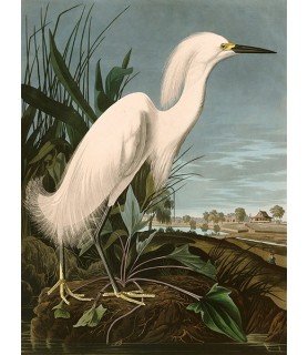 Snowy Heron or White Egret...