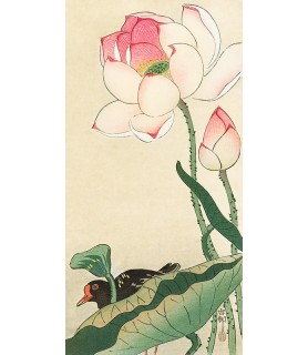 Lotus Flowers - Ohara Koson
