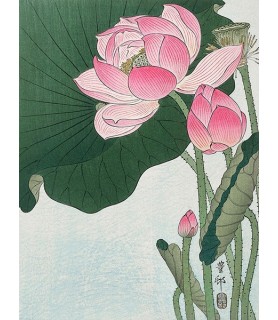 Blooming lotus flowers -...