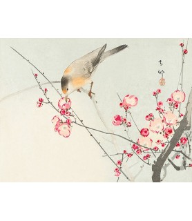 Songbird on blossom Branch - Ohara Koson