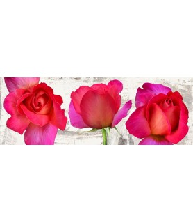 Spring Roses - Jenny...