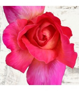 Spring Roses I - Jenny Thomlinson