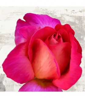 Spring Roses III - Jenny...