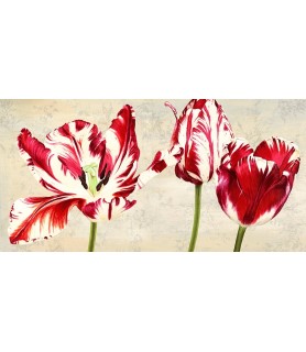 Tulipes Royales - Luca Villa