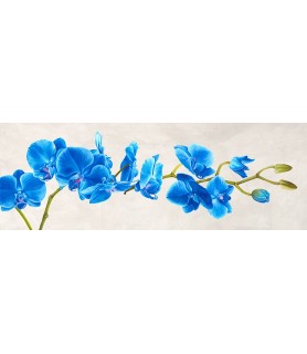 Blue Orchid - Shin Mills