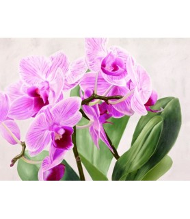Orchidee selvagge - Sergio Jannace