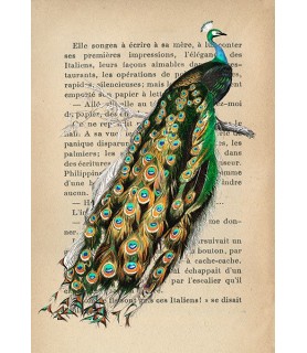 Indian peafowl, After D'Orbigny - Stef Lamanche