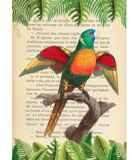 The Blue-Headed Parrot, After Levaillant - Stef Lamanche