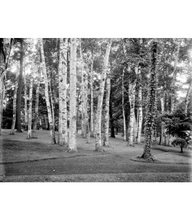 Among the birches - Anonymous