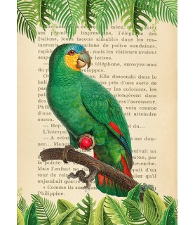 The Orange-Winged Amazon, After Levaillant - Stef Lamanche