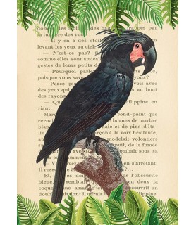 The Palm Cockatoo, After Levaillant - Stef Lamanche
