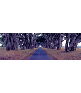 Monterey Cypress Trees, Point Reyes, California - Richard Berenholtz