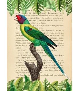 The Plum-Headed Parakeet,...