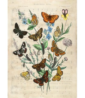 European Butterflies, After Kirby - Stef Lamanche