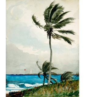 Palm Tree, Nassau - Winslow...